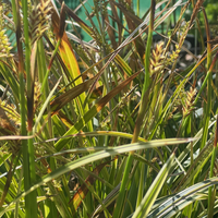 Carex morrowii 'Variegata'